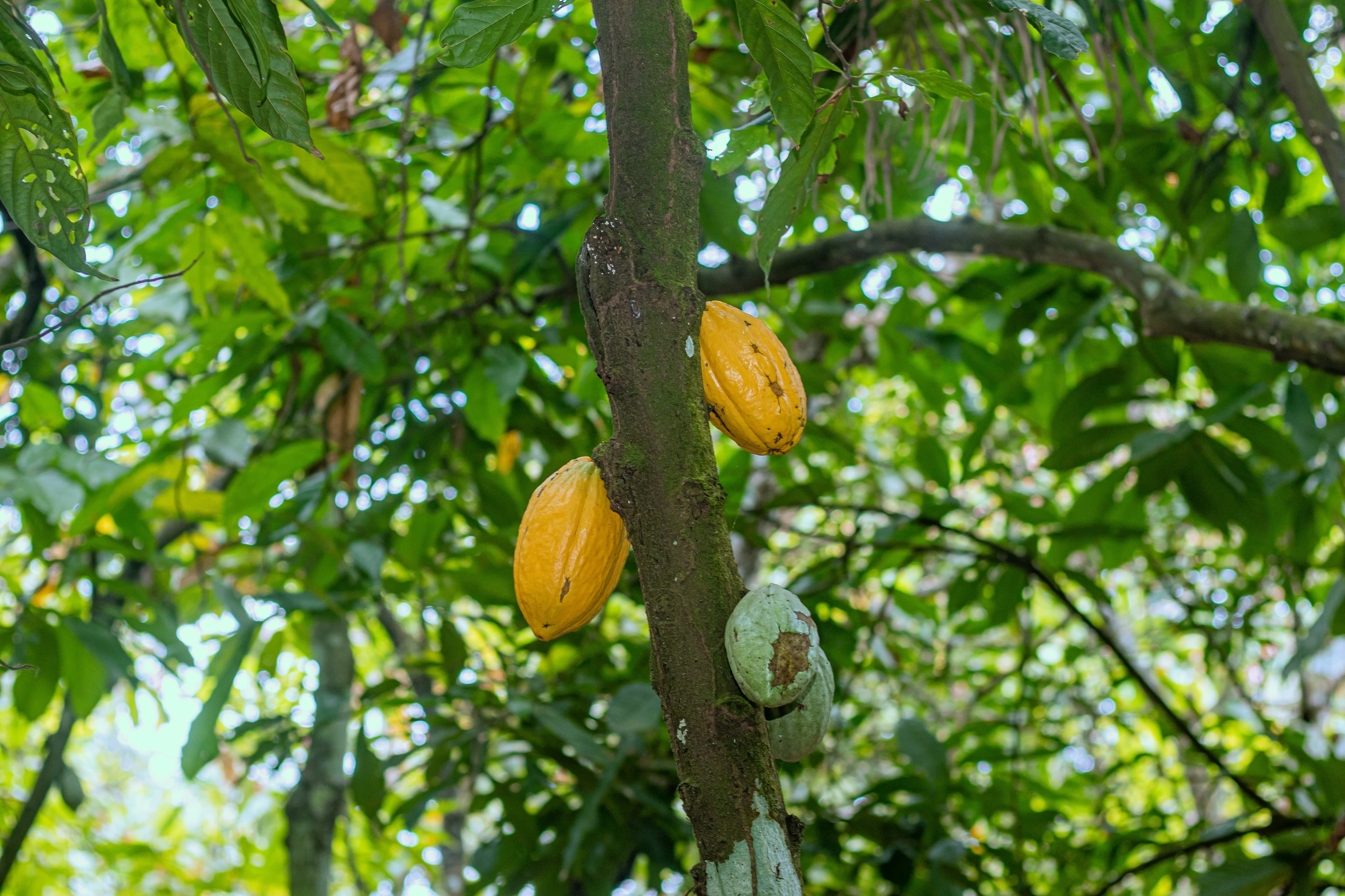 Cocoa beans and cocoa powder